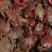 EXPORTATION – 70% du quotas pour l’exportation des crabes sont attribués aux entreprises déjà opérant pour l’année 2026