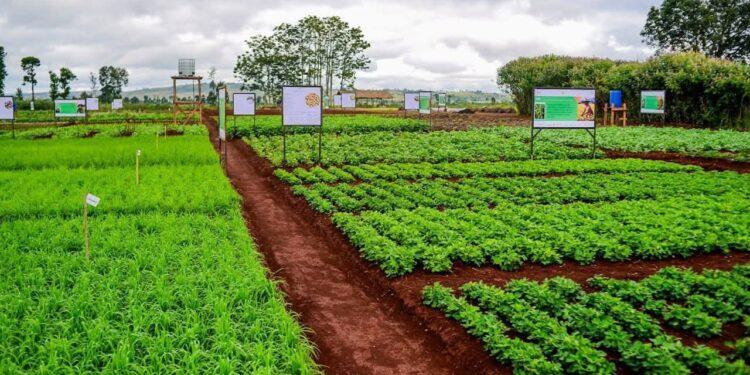 DEVELOPPEMENT RURAL – L’extension du Parc d’innovation agricole d’Andranomanelatra en chantier