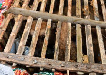 TRANSPORT ILLICITE – Les douaniers interceptent un lémurien confiné dans une cage en bois rangée dans une valise 