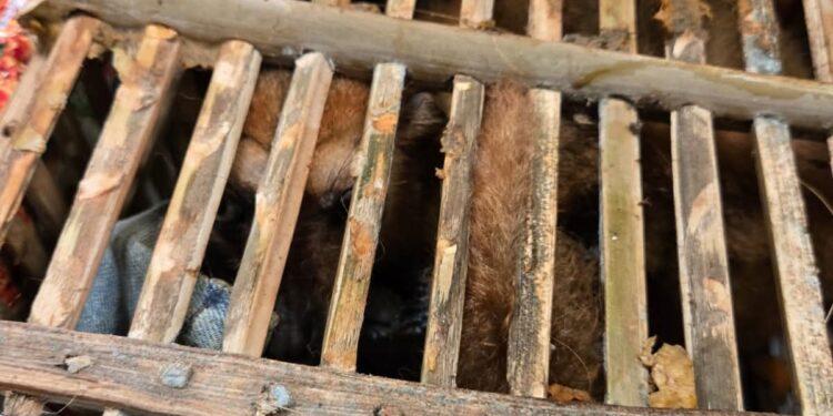 TRANSPORT ILLICITE – Les douaniers interceptent un lémurien confiné dans une cage en bois rangée dans une valise