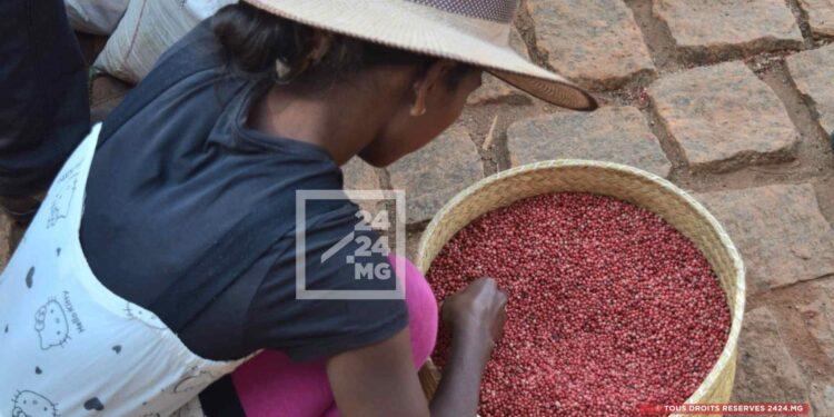 COMMERCE EXTÉRIEUR – 226 900 tonnes de céréales, épices, fruits et légumes exportés par Madagascar en 2025