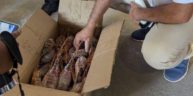 PRODUITS DE PÊCHES – Une cargaison de près de 7,5 tonnes de langoustes non réglementaires interceptée à Toamasina
