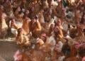 MIRA RAKOTONDRANDRIA, SECRÉTAIRE GÉNÉRALE DE L’INTERPROFESSION AVIAIRE – “Le poulet et l’œuf devraient être les protéines animales les plus accessibles à la population”.