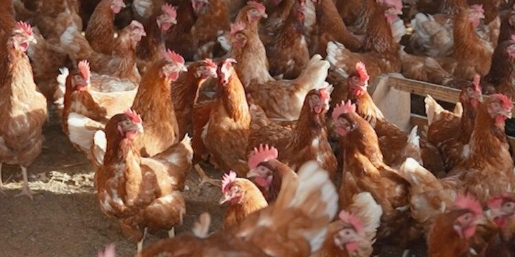 MIRA RAKOTONDRANDRIA, SECRÉTAIRE GÉNÉRALE DE L’INTERPROFESSION AVIAIRE – “Le poulet et l’œuf devraient être les protéines animales les plus accessibles à la population”.