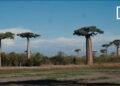 DESTINATION – Au-delà des Baobabs, l’écotourisme comme moteur local dans le Menabe