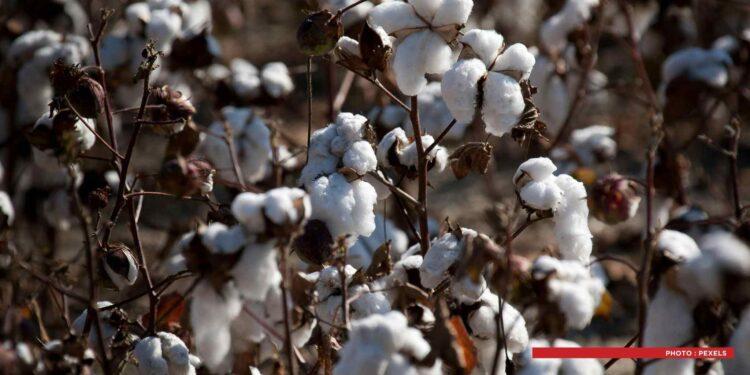 TEXTILE – Madagascar projette de relancer la filière coton dans son plan de relance économique