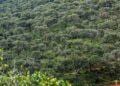 ENVIRONNEMENT – Deux aires protégées communautaires en création pour protéger les forêts Tapia de l’Itasy