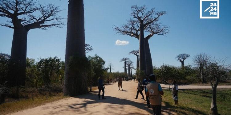 TOURISME – Du coucher au lever du soleil, l&rsquo;expérience Allée des baobabs se diversifie