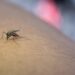 OCÉAN INDIEN – Santé Publique France rapporte une hausse des cas de paludisme à La Réunion et évoque une “résurgence régionale”