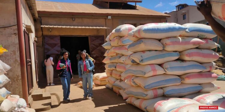 COMMERCE – Les équipes de l’ANMCC dans les zones de production rizicole pour mesurer l’impact des importations de riz sur les producteurs locaux